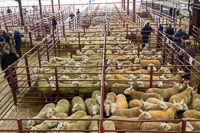 Border Cheviot Ewes-21